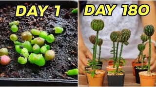 Amazing Growing Grafting Cactus Seedlings By Pereskiopsis StepByStep Its so easy [upl. by Odiug]