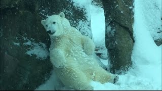 Nora the polar bear plays in the snow at the Oregon Zoo [upl. by Balduin]