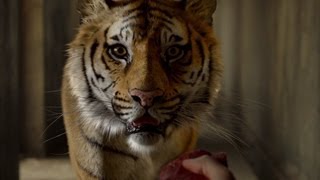 Clip 3 quotDer Tiger Richard Parkerquot  LIFE OF PI Schiffbruch mit Tiger  Full HD [upl. by Anatsirhc549]