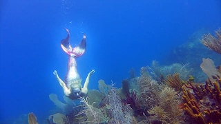 Une vraie sirène en Guadeloupe  Real mermaid in Guadeloupe [upl. by Mordy]