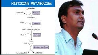 Histidine metabolism and related disorders  Hisidinemia  Biochemistry [upl. by Schach77]