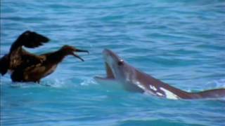 Albatros vs Requin Tigre [upl. by Anyaled588]