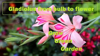 Grow Gladiolus in a pot from bulb to flower [upl. by Gilbertine]