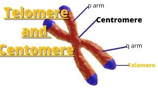 telomere and centromere  Definition and Characteristics [upl. by Idnil933]