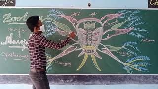 Nauplius larva explained by Biospair [upl. by Erreipnaej179]