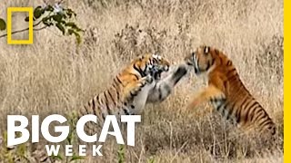 Top 3 Big Cat Fights  Big Cat Week [upl. by Bohner]