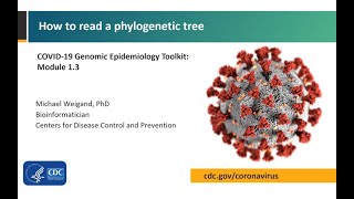 Module 13  How to read a phylogenetic tree [upl. by Redienhcs913]