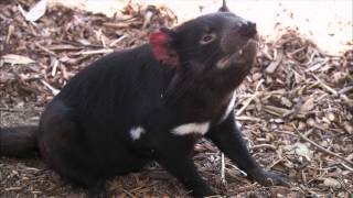 Tasmanian Devils Arrive at the San Diego Zoo [upl. by Erdeid249]