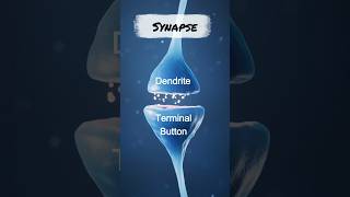 Synapse Explained Less Than 30 Seconds synapses synapse neuroscience psychology [upl. by Wise692]