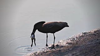 Hamerkop Tries To Eat A Frog  Nkorho [upl. by Faxan]