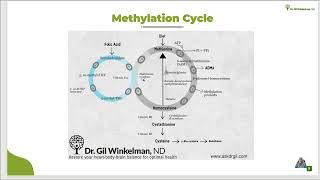 Methylation CycleQuick Take [upl. by Asirac]