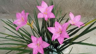 ABC TV  How To Make Rain Lily Paper Flowers From Crepe Paper  Craft Tutorial [upl. by Bysshe]