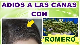 🔴🟡🟢 OSCURECE TUS CANAS CON ROMERO y ALOE VERA ✅Sin tinte ¡¡¡ [upl. by Sherie]