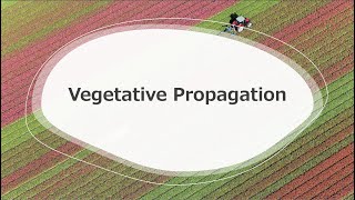 PlantPropagation Lecture AsexualVegetative Propagation amp Clonal Development [upl. by Natelson201]