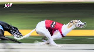 Greyhounds  8 dogs  Track race [upl. by Akemyt]