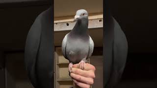 Best fancy pigeon farm  fancy pigeon names  Modena pigeons [upl. by Aselehc]