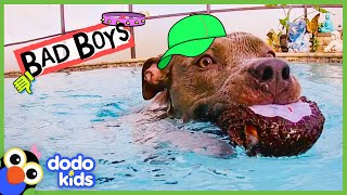 We Still Love These Very Bad Boys And Girls  Animal Videos For Kids  Dodo Kids [upl. by Annawit27]