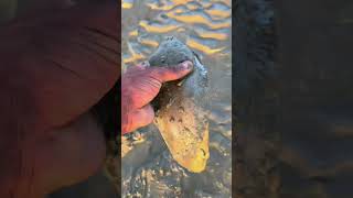 I Found a Baby Flat Fish🐟 and I tried to rescue it 😞 oceanographer shorts [upl. by Waterer389]