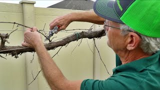 How to Prune Grapes Expert Advice w Paul Zmoda [upl. by Agna]