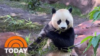 Unbearably adorable Pandas finally make debut at San Diego Zoo [upl. by Nichani984]