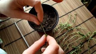 How to propagate the String of Pearls plant  Senecio rowleyanus [upl. by Lledniw]