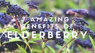 7 Amazing Benefits Of Elderberry [upl. by Bella825]