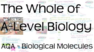 The Whole of AQA ALevel Biology  Biological Molecules  Revision [upl. by Inig]