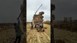 The process of loading corn stalks with simple tools [upl. by Ahsytal348]