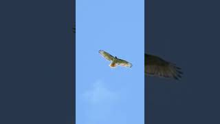 Beautiful Red tailed Hawk Soaring Overhead [upl. by Schargel709]