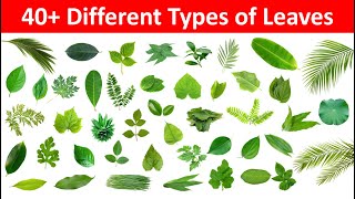 Leaves Name in English and Hindi  Different Types of Leaves with Name and Picture  Name of Leaves [upl. by Chiquita]