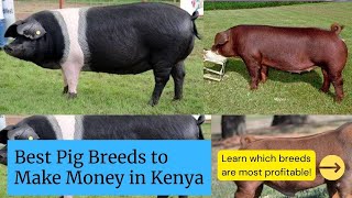 Best Pig Breeds in Kenya to Make Good Money [upl. by Cir679]