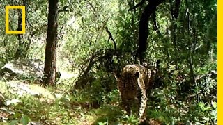 Rare Video Only Known Wild Jaguar in the US Filmed  National Geographic [upl. by Silin]