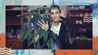 Plant Rescue Cissus Discolor [upl. by Brackett]