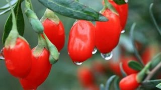 Как приготовить ягоды годжи  How to cook goji berries [upl. by Blanch936]