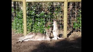 Baby kangaroo entering his mothers pouch [upl. by Nelie]