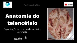 Anatomia do telencéfalo organização interna dos hemisférios cerebrais  parte 5 [upl. by Abigale]