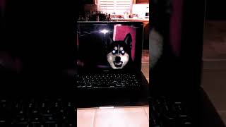 Smile Dog asks YOU a question Smile Dog 2 creepypasta Shorts [upl. by Kieger]