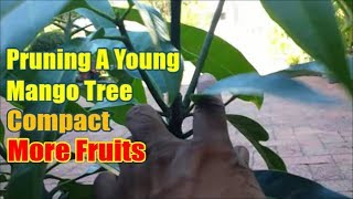 How To Prune A Young Mango Tree Mango Tree Pruning Video [upl. by Refynnej961]