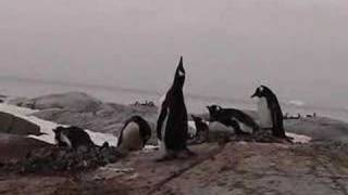 Gentoo Penguins Honking [upl. by Moriah]