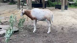 Scimitarhorned Oryx rubbing its horn [upl. by Tirrej34]