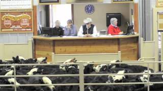 Montana Hereford Association Feeder Calf Sale [upl. by Niltiac34]