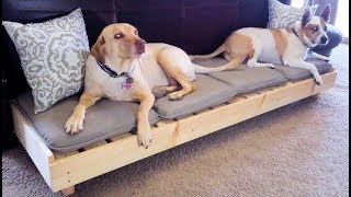 Modern Platform Dog Bed  Large Dog Bed  DIY HowTo [upl. by Anerual676]