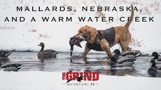 Mallards Nebraska and a Warm Water Creek  The Grind S10E7 [upl. by Gibe]