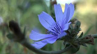 La achicoria  Cichorium intybus  Plantas beneficiosas [upl. by Alekin]