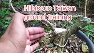 HIBISCUS TAIWAN BONSAI  GROUND TRAINING [upl. by Derraj]