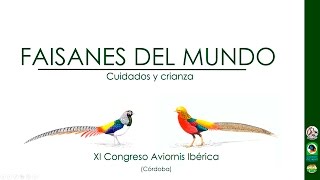 Faisanes del mundo Cuidados y crianza XI Congreso de Aviornis Ibérica [upl. by Lucilla]