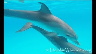 ABSOLUTELY CUTEST wild baby dolphin PLAYS with us [upl. by Ahserkal81]