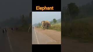 Elephant Crossing on the Road।। elephantshortvideo [upl. by Asila]