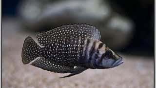 Altolamprologus calvus Black [upl. by Hanaj]