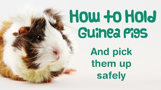 How to HOLD a GUINEA PIG  How to PICK UP a Guinea Pig  HANDLING Guinea Pigs [upl. by Chev993]